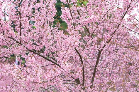 種櫻花樹